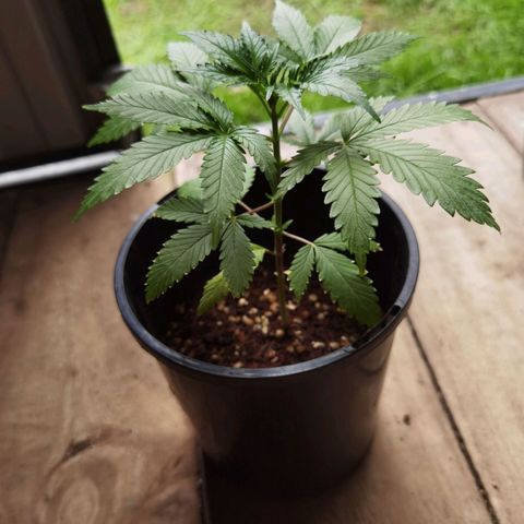 Budrot growlog timeline photo