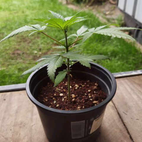 Mellow high growlog timeline photo