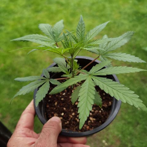 Mellow high growlog timeline photo
