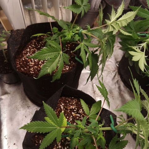 Budrot growlog timeline photo
