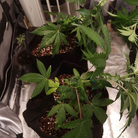 Budrot growlog timeline photo