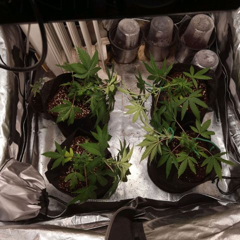 Budrot growlog timeline photo