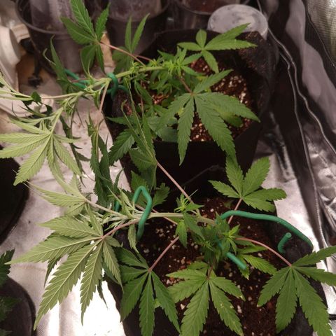 Mellow high growlog timeline photo