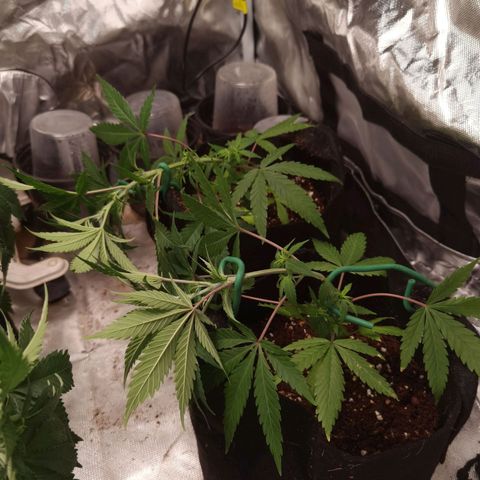 Mellow high growlog timeline photo
