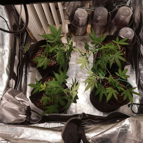 Mellow high growlog timeline photo