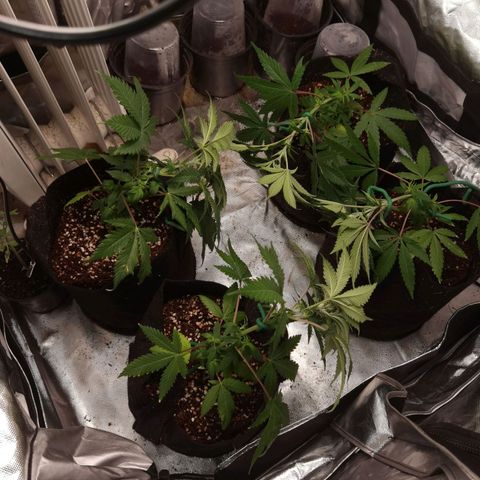 Mellow high growlog timeline photo