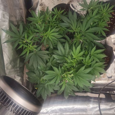 Mellow high growlog photo: Changed to flowering