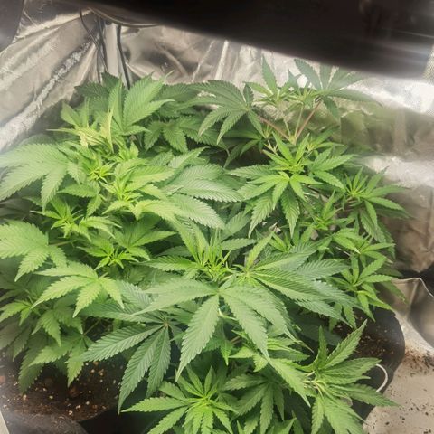 Mellow high growlog photo: Changed to flowering
