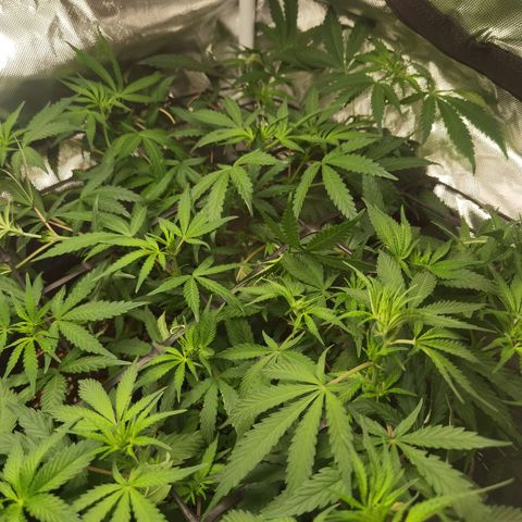 Mellow high growlog timeline photo