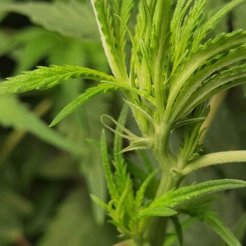 Mellow high growlog timeline photo