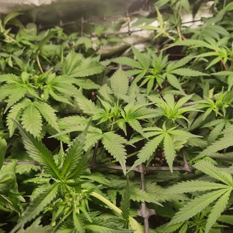 Budrot growlog timeline photo