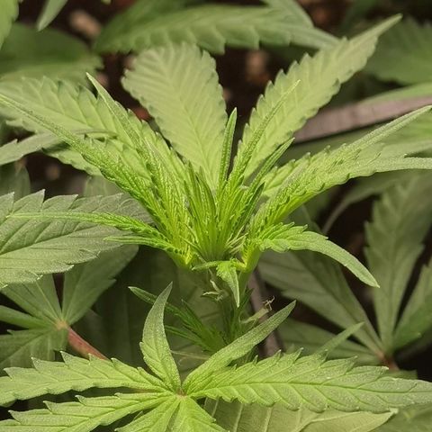 Budrot growlog timeline photo