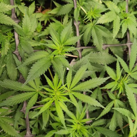 Mellow high growlog timeline photo