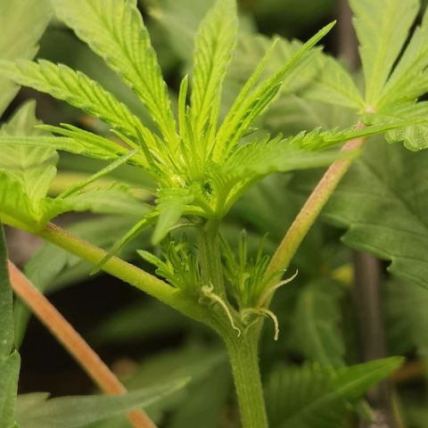 Mellow high growlog timeline photo