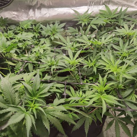 Mellow high growlog timeline photo