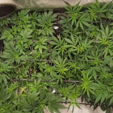 Mellow high growlog timeline photo