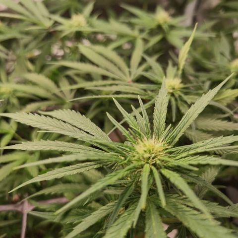 Mellow high growlog timeline photo