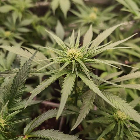 Mellow high growlog timeline photo