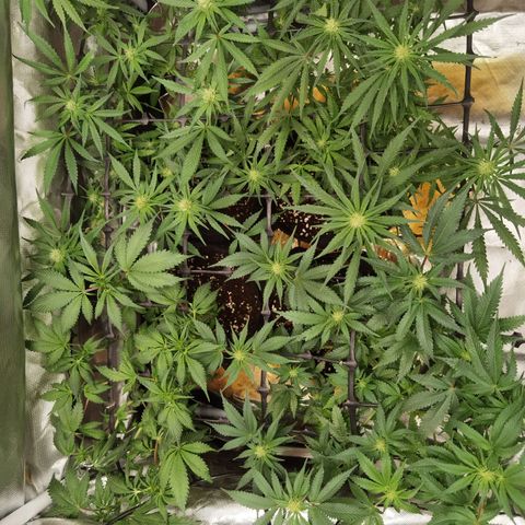 Mellow high growlog timeline photo