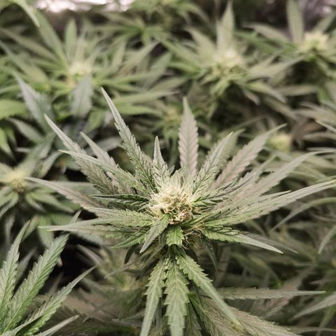 Mellow high growlog timeline photo