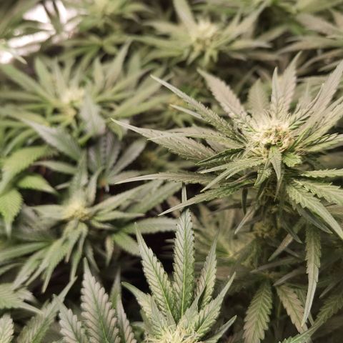 Mellow high growlog timeline photo