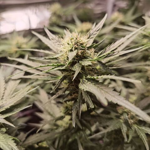 Mellow high growlog timeline photo