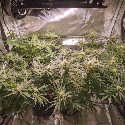 Mellow high growlog timeline photo
