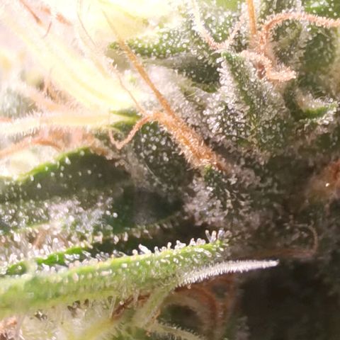 Mellow high growlog timeline photo