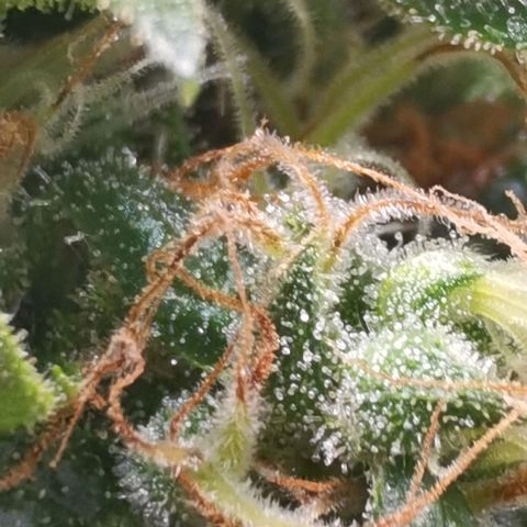 Mellow high growlog timeline photo