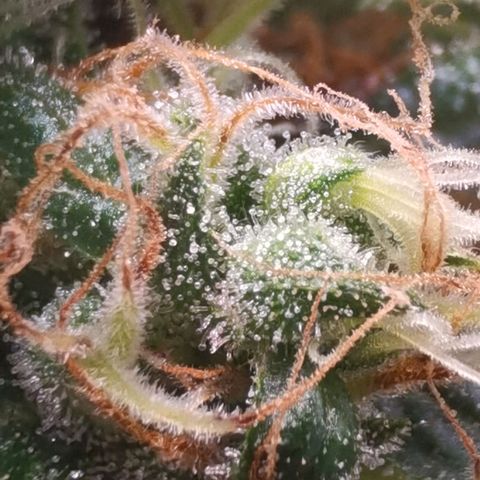 Mellow high growlog timeline photo