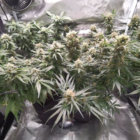 Mellow high growlog timeline photo
