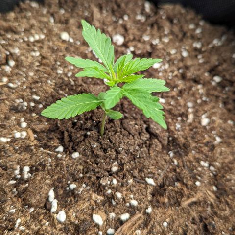 Sweet Afghan Delicious Auto F1 Blimburn  growlog timeline photo