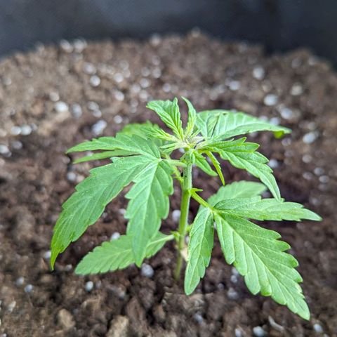 Sweet Afghan Delicious Auto F1 Blimburn  growlog timeline photo
