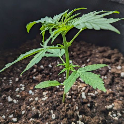 Sweet Afghan Delicious Auto F1 Blimburn  growlog timeline photo