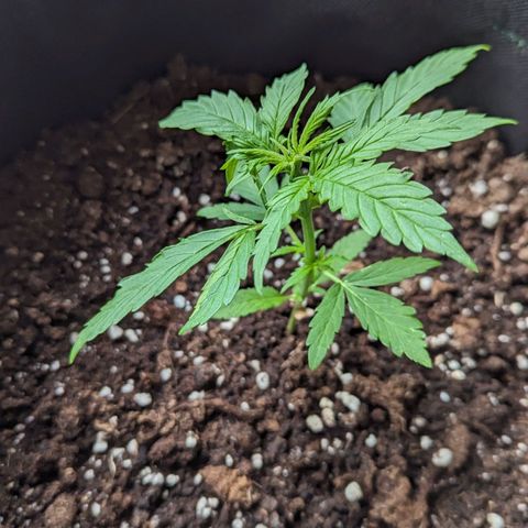 Sweet Afghan Delicious Auto F1 Blimburn  growlog timeline photo