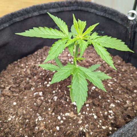 Sweet Afghan Delicious Auto F1 Blimburn  growlog timeline photo