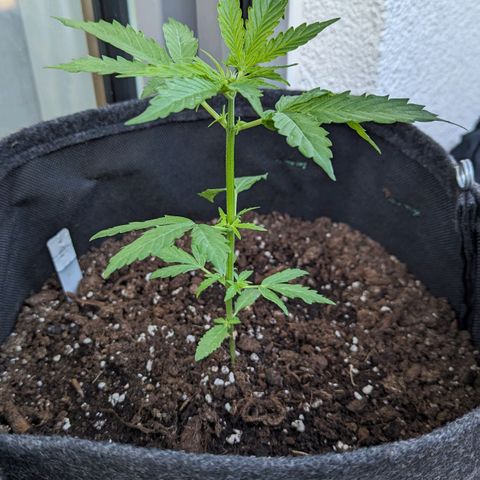 Sweet Afghan Delicious Auto F1 Blimburn  growlog timeline photo
