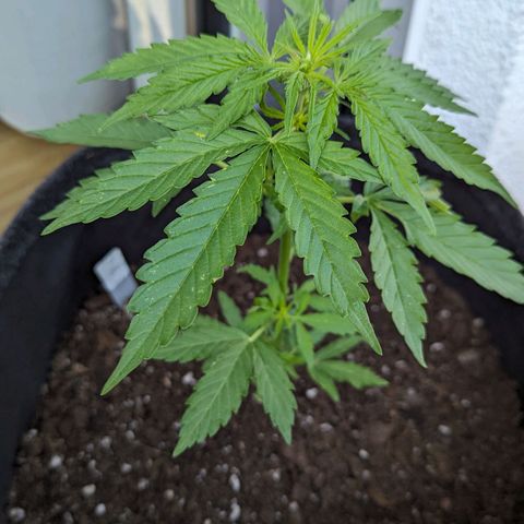 Sweet Afghan Delicious Auto F1 Blimburn  growlog timeline photo
