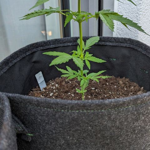 Sweet Afghan Delicious Auto F1 Blimburn  growlog timeline photo