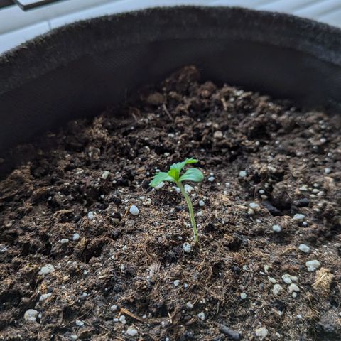 Wedding Cake growlog timeline photo