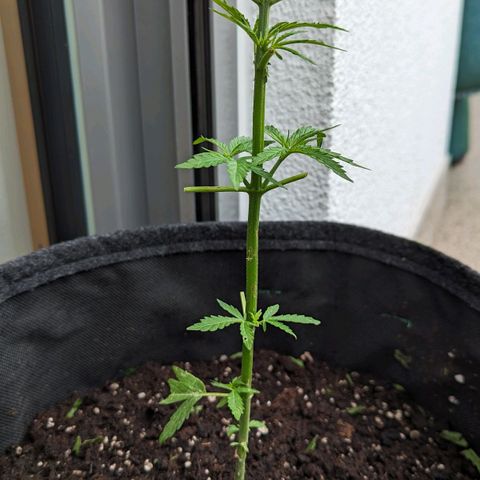 Sweet Afghan Delicious Auto F1 Blimburn  growlog photo: Nach dem Hagel