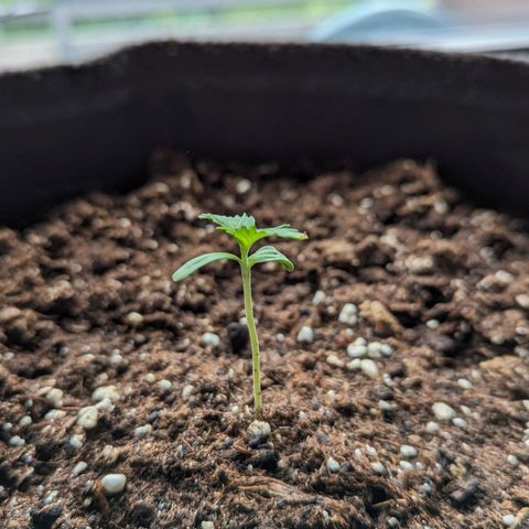 Wedding Cake growlog timeline photo