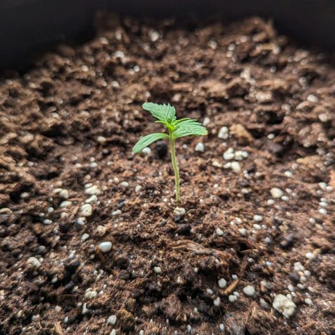 Wedding Cake growlog timeline photo