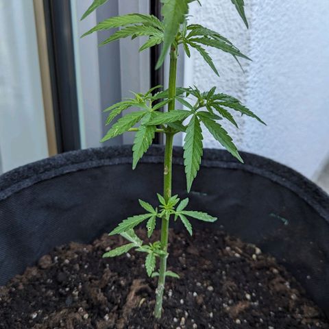 Sweet Afghan Delicious Auto F1 Blimburn  growlog timeline photo