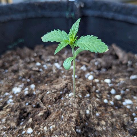 Wedding Cake growlog timeline photo