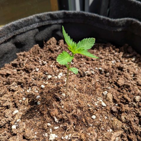 Wedding Cake growlog timeline photo