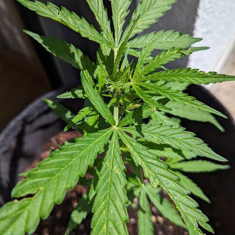 Sweet Afghan Delicious Auto F1 Blimburn  growlog timeline photo