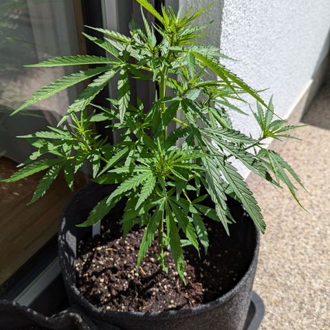 Sweet Afghan Delicious Auto F1 Blimburn  growlog timeline photo