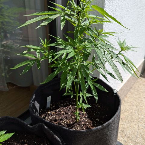 Sweet Afghan Delicious Auto F1 Blimburn  growlog timeline photo