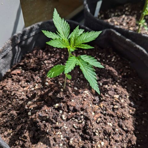 Wedding Cake growlog timeline photo